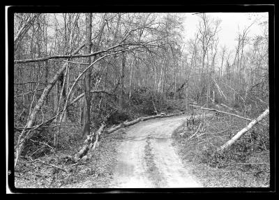 Stock Farm, North Haven, Long Island, Blow Down Area