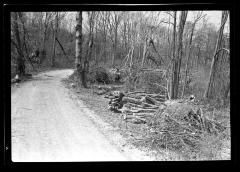 Fire Hazard Reduction.  Taylor Estate, North Haven, Long Island