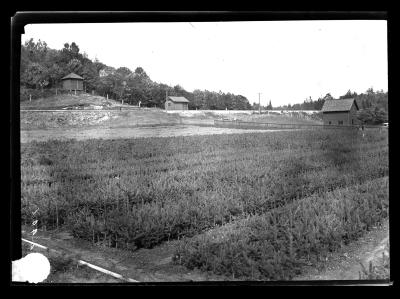 Nursery at Saranac Inn Station