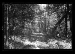 Trail in the Adirondack Mountains