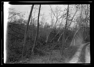 Georgica Pond Section, L.I. Showing Trees Damaged by Blow