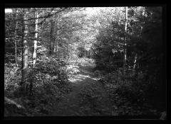 Unfinished trail to Cold River Cross Clearing camp, CCC labor