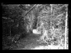 Corduroy and Trial through Forest near Cross Clearing, Cross Clearing  Camp, CCC Labor