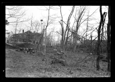 Georgica Pond Section, L.I. Showing Trees Damaged by Blow