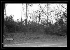 Georgica Pond Section, L.I. Showing Trees Damaged by Blow