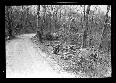 Fire Hazard Reduction.  Taylor Estate, North Haven, Long Island