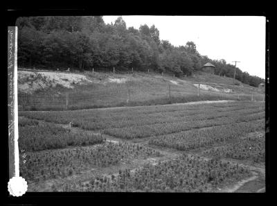 Nursery at Saranac Inn Station