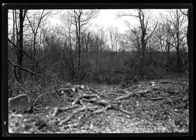 Gray Goose Gun Club Area, East Hampton, L.I., Men Working on Fire Hazard Reduction