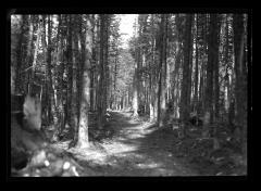 Cmpleted Trail Cross Clearing Camp, CCC Labor