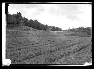 ...Four Years Old, in State Nursery at Saranac Inn Station