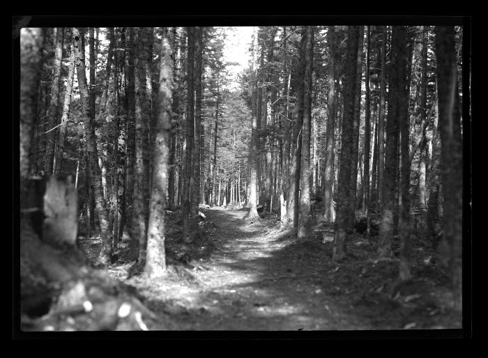 Cmpleted Trail Cross Clearing Camp, CCC Labor