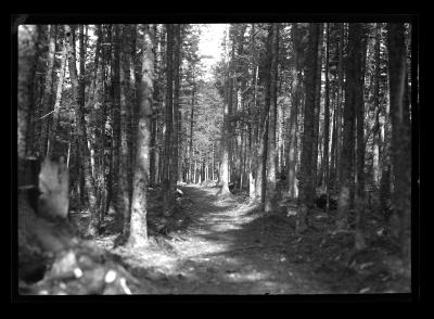 Cmpleted Trail Cross Clearing Camp, CCC Labor