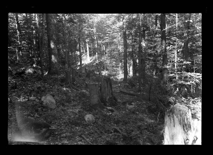 End of Truck Trail and Unfinished Uncleared Space at Newcomb Forest, Newcomb Camp, CCC Labor