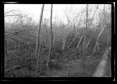 Stock Farm, North Haven, Long Island, Blow Down Area