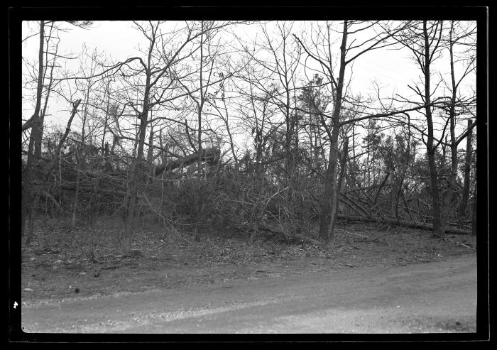 Georgica Pond Section, L.I. Showing Trees Damaged by Blow