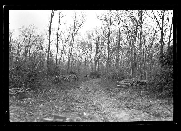 Fire Hazard Reduction.  Taylor Estate, North Haven, Long Island