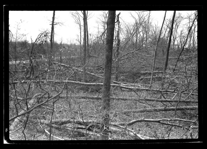 Stock Farm, North Haven, Long Island, Blow Down Area