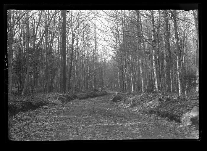 An Old Truck Trail in the Adirondacks