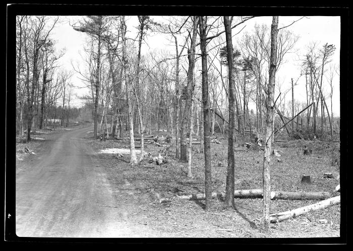 North West Woods, Pine Swamp, East Hampton, Long Island