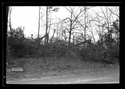 Georgica Pond Section, L.I. Showing Trees Damaged by Blow