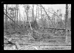 North West Woods, Pine Swamp, East Hampton, Long Island