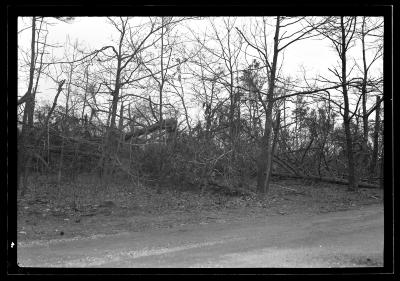 Georgica Pond Section, L.I. Showing Trees Damaged by Blow