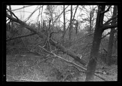 Georgica Pond Section, L.I. Showing Trees Damaged by Blow