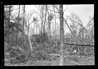 North West Woods, Pine Swamp, East Hampton, Long Island