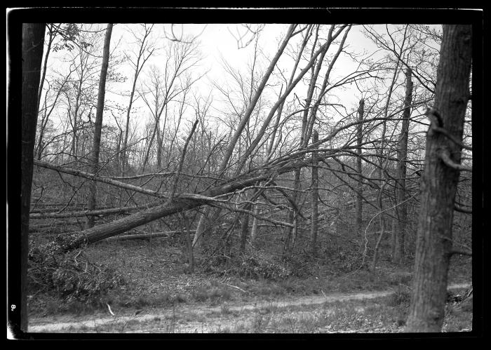 Stock Farm, North Haven, Long Island, Blow Down Area