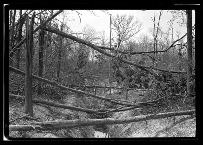 Stock Farm, North Haven, Long Island, Blow Down Area