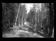 A Truck Trail in the Adirondacks