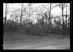 Georgica Pond Section, L.I. Showing Trees Damaged by Blow