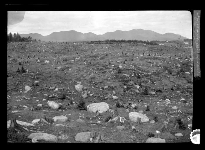 Clear-Cut Forest