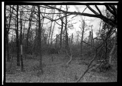 Georgica Pond Section, L.I. Showing Trees Damaged by Blow