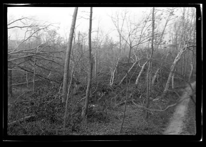 Stock Farm, North Haven, Long Island, Blow Down Area