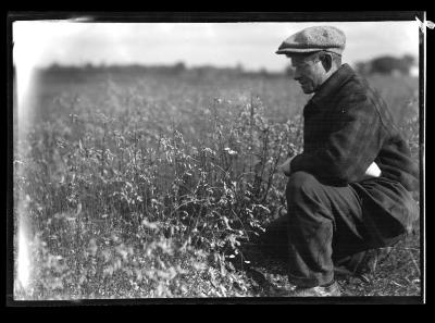 Saratoga Nursery, 1 Yr. Black Locust Seedlings, Ernest Lewis