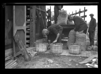 Gathering Cones for Seed at Willsboro