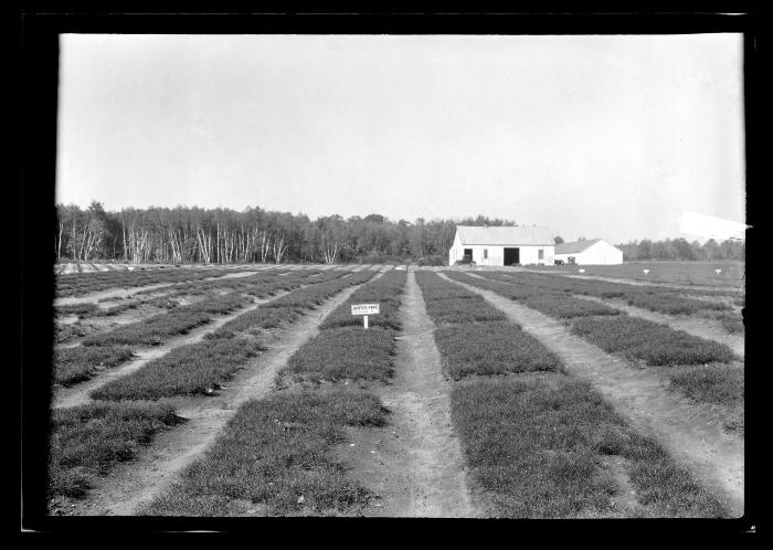 Saratoga Nursery, Seeds Beds 1924, Black Locust, Scotch Pine, White Pine