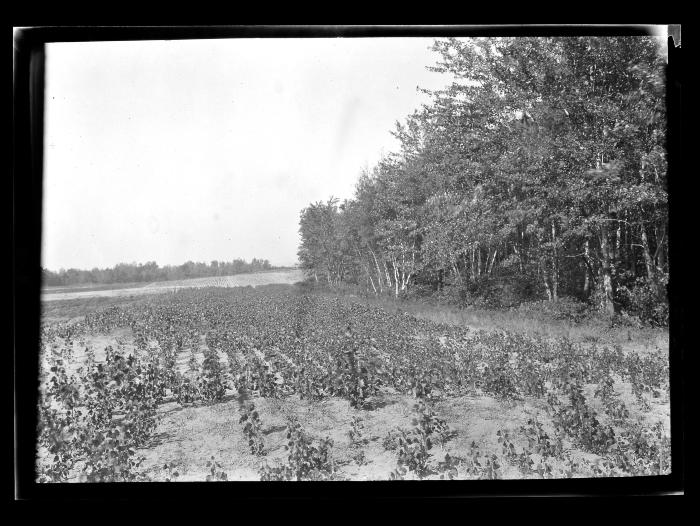 Saratoga Nursery, Carolina Poplar Cuttings