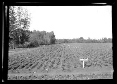 Saratoga Nursery, Seeds Beds 1924, Black Locust, Scotch Pine, White Pine