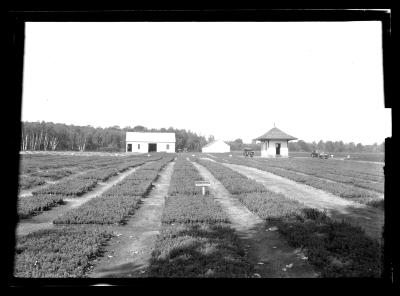 Saratoga Nursery, Seeds Beds 1924, Black Locust, Scotch Pine, White Pine