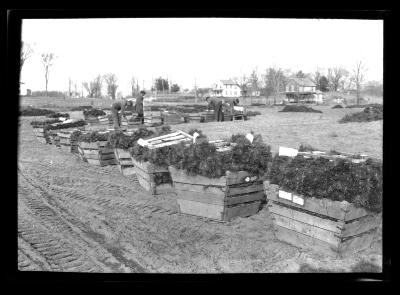 Packing Trees for Shipment. Saratoga Nursery