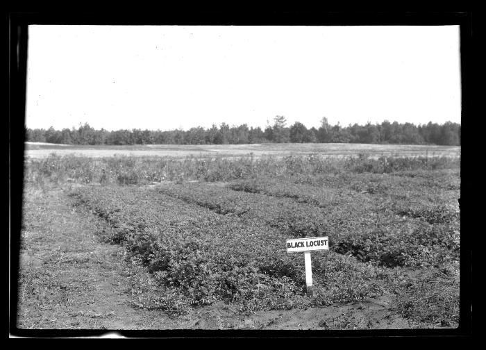 Saratoga Nursery, Seeds Beds 1924, Black Locust, Scotch Pine, White Pine