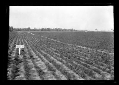 Saratoga Nursery, Seeds Beds 1924, Black Locust, Scotch Pine, White Pine