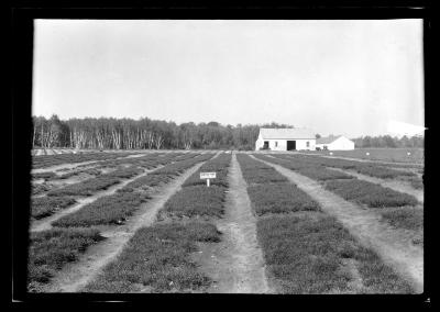 Saratoga Nursery, Seeds Beds 1924, Black Locust, Scotch Pine, White Pine