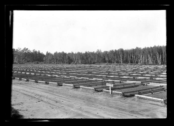 Saratoga Nursery, Seeds Beds 1924, Black Locust, Scotch Pine, White Pine