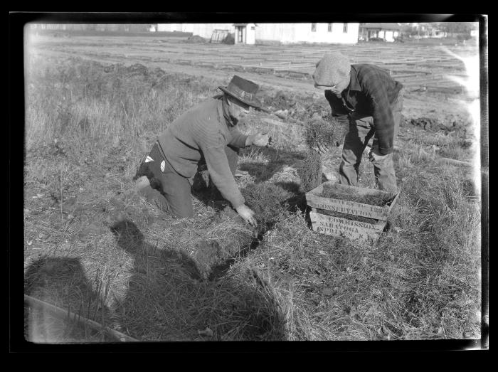 Saratoga Nursery, Heeling in Young Trees