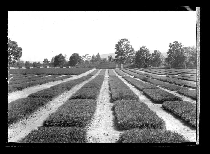 Salamanca, N.Y. Seed Beds 2 Yr. Old Red Pine