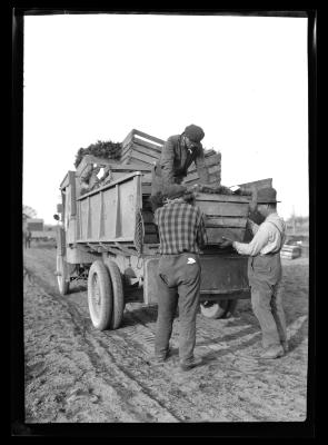 A Truck Load of Trees. Saratoga Nursery, April 1921