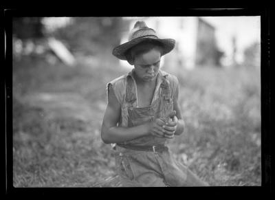 Pheasants, 4-H Club, William S. Barnes, RFD #4, Troy.  28 Chicks, 2 Weeks Old